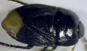 Melanaethus pensylvanicus - photo 2