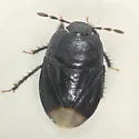 Melanaethus robustus - Melanaethus robustus