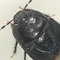 Melanaethus robustus - photo 2