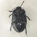 Melanaethus robustus - photo 3