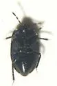 Melanaethus robustus - photo 4