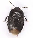 Melanaethus robustus - photo 5
