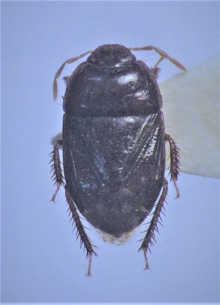 Melanaethus spinolae - photo 2