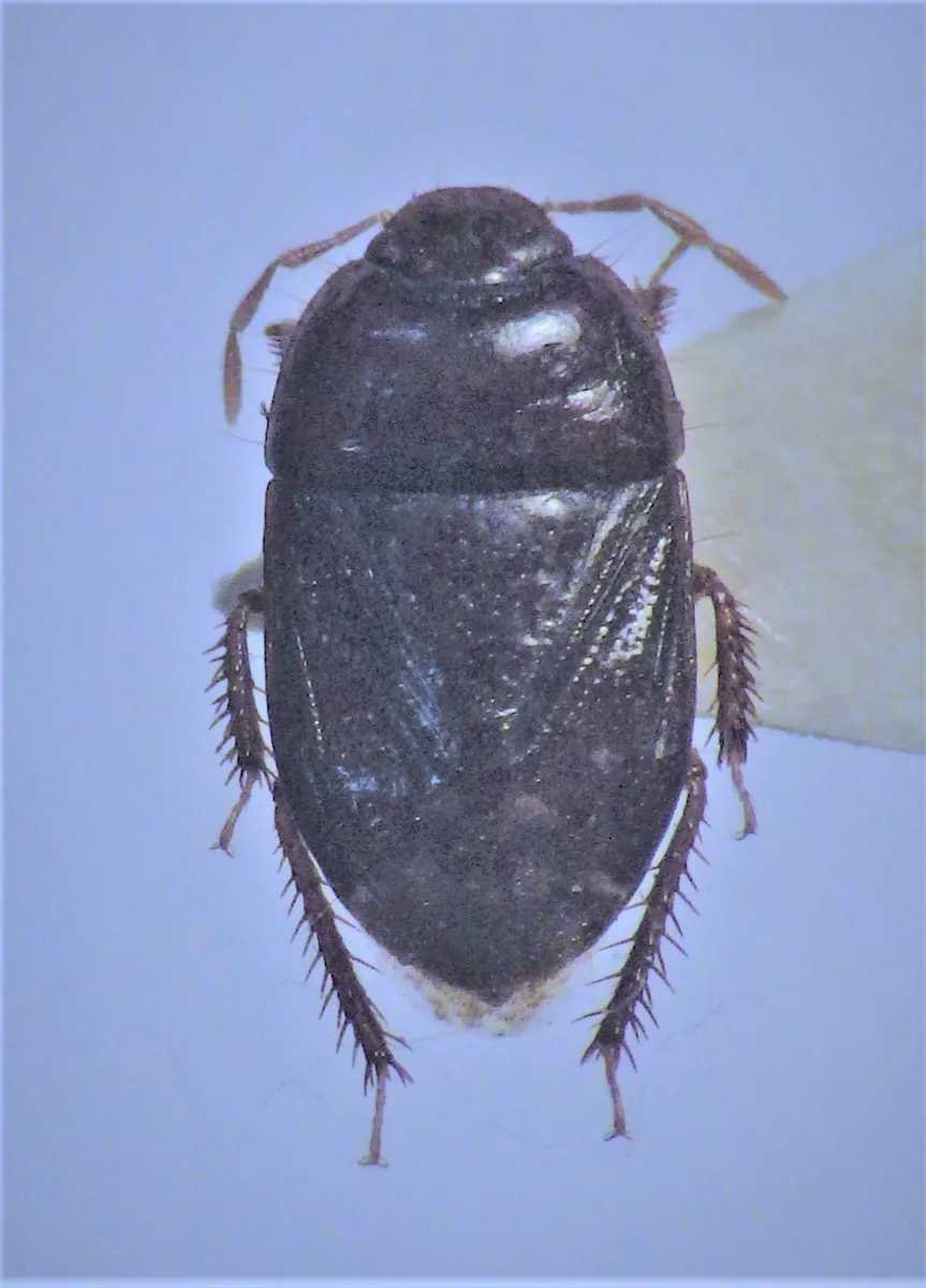 Melanaethus spinolae - photo 3