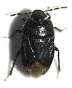 Melanaethus subglaber
