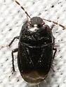 Melanaethus subglaber - photo 2