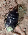 Melanaethus subglaber - photo 3