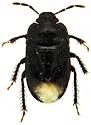 Melanaethus subglaber - photo 4