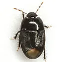 Melanaethus uhleri
