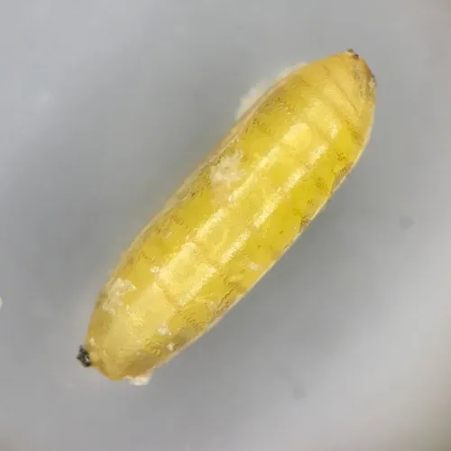Melanagromyza angeliciphaga