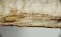 Melanagromyza arnoglossi - photo 3
