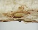 Melanagromyza arnoglossi - photo 4
