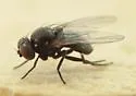 Melanagromyza blephiliae