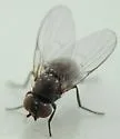 Melanagromyza eoflacensis - Melanagromyza eoflacensis