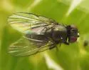Melanagromyza gentianivora - photo 2