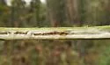 Melanagromyza hieracii