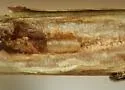 Melanagromyza hieracii - photo 2