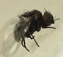 Melanagromyza hieracii - photo 4