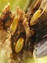 Melanagromyza minimoides - photo 2
