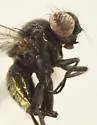 Melanagromyza minimoides - photo 3