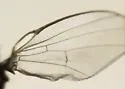 Melanagromyza minimoides - photo 4