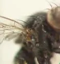Melanagromyza minimoides - photo 5