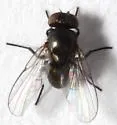 Melanagromyza palmeri