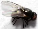 Melanagromyza palmeri - photo 2