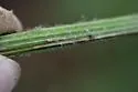 Melanagromyza palmeri - photo 3