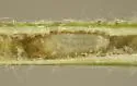 Melanagromyza phloxicaulis