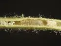 Melanagromyza phloxicaulis - photo 5