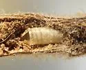 Melanagromyza verbenivora