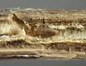 Melanagromyza virens