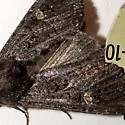Melanapamea mixta - Hodges#9361 - photo 2