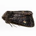 Melanapamea mixta - Hodges#9361 - photo 4
