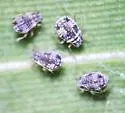 Bamboo Aphid