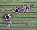 Giant Reed Aphid - Melanaphis donacis