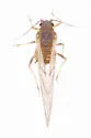 Sugarcane Aphid