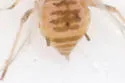 Sugarcane Aphid - photo 2