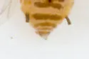 Sugarcane Aphid - photo 3