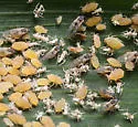 Sugarcane Aphid - photo 4