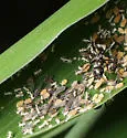 Sugarcane Aphid - photo 5