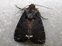 Black Arches - Hodges#10295 - photo 3