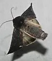 Black Arches - Hodges#10295 - photo 4
