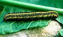 Zebra Caterpillar Moth - Hodges#10293