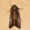 Zebra Caterpillar Moth - Hodges#10293 - photo 3