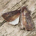 Zebra Caterpillar Moth - Hodges#10293 - photo 4
