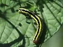 Zebra Caterpillar Moth - Hodges#10293 - photo 5