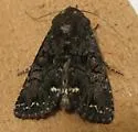 Melanchra pulverulenta - Hodges#10294