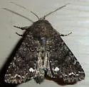 Melanchra pulverulenta - Hodges#10294 - photo 4